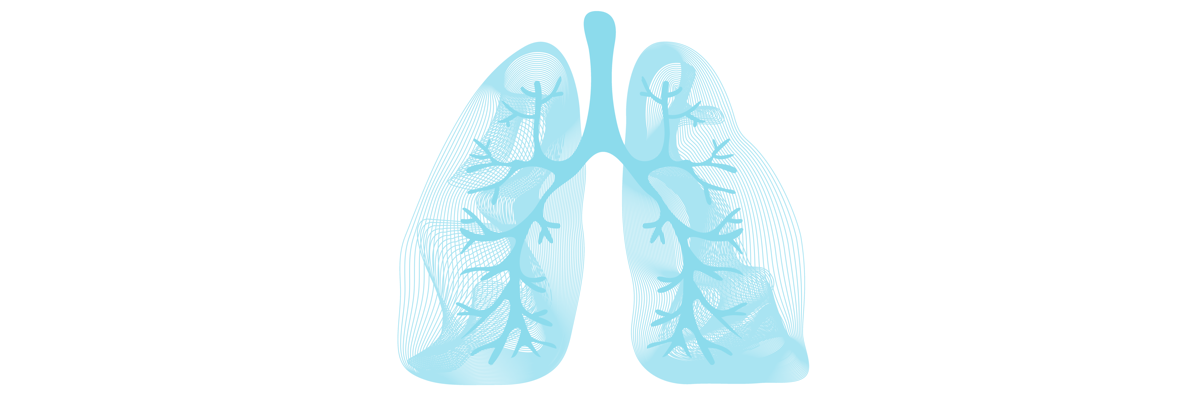 Aufbau der Lunge Lunge als Bronchialbaum