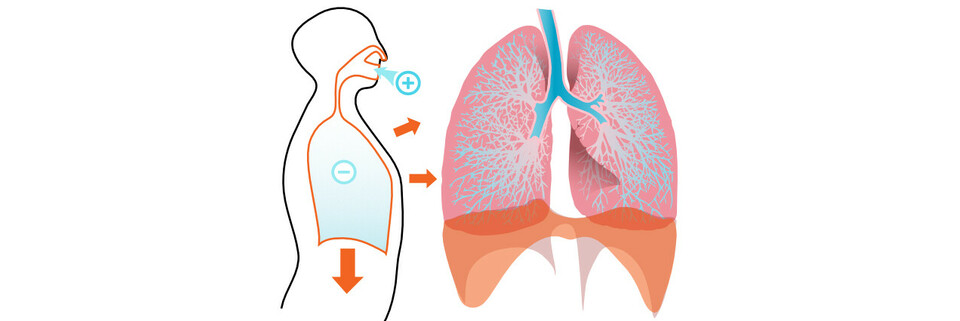 Formen des Atmens - Lunge - coronavirus.arzt.at